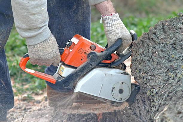 How Our Tree Care Process Works  in  Carlton, OR